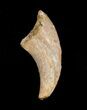 / Inch Theropod (Raptor) Claw - Tegana Formation #4056-1